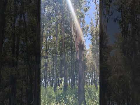 Mucha naturaleza 🇺🇾 #uruguay #riouruguay #salto #parquejoseluis #costanera #naturaleza #paisajes