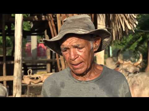 Impulsa productor agropecuario de Niquero cría y reproducción de ganado mayor y porcino