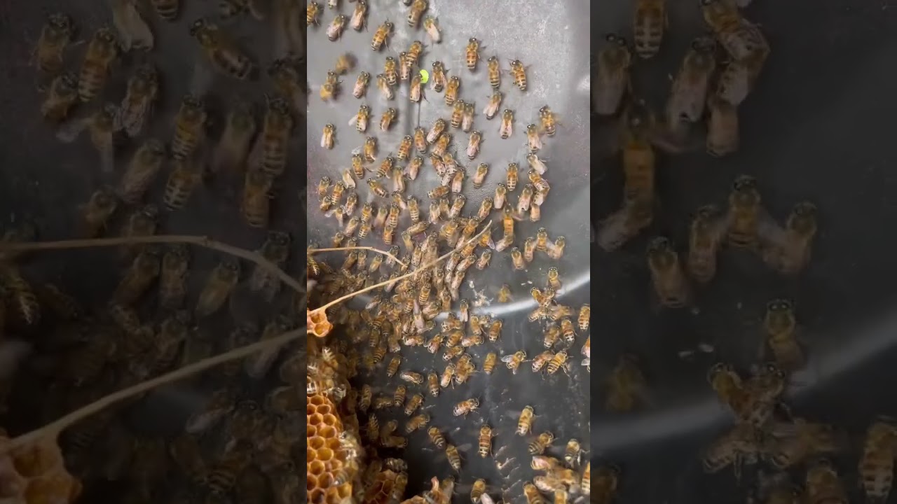 Can You Find the Queen Bee?