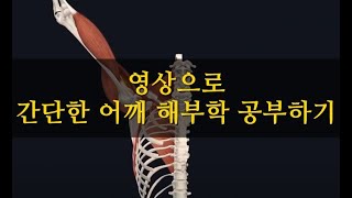 어깨 해부학 간단한 설명 영상(complete anatomy)