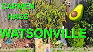 FEEDING A CARMEN HASS FOR BLOOM & FRUITSET IN WATSONVILLE CALIFORNIA