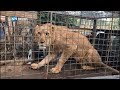 Remy en zijn vrienden: leeuw Simba komt naar Hoenderdaell
