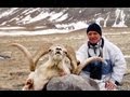 MARCOPOLO ARGALI HUNTING (Chasse) PAMIRS ...