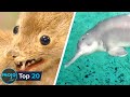 20 Animals That Are Now EXTINCT Because Of Humans