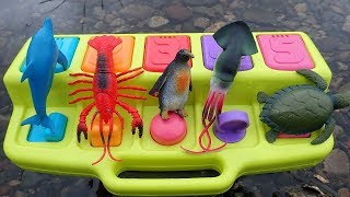 Pop Up Toys Sea Creatures Names Learn Colors For Fun Kids Safari Zoo Animals Toy Videos For Children