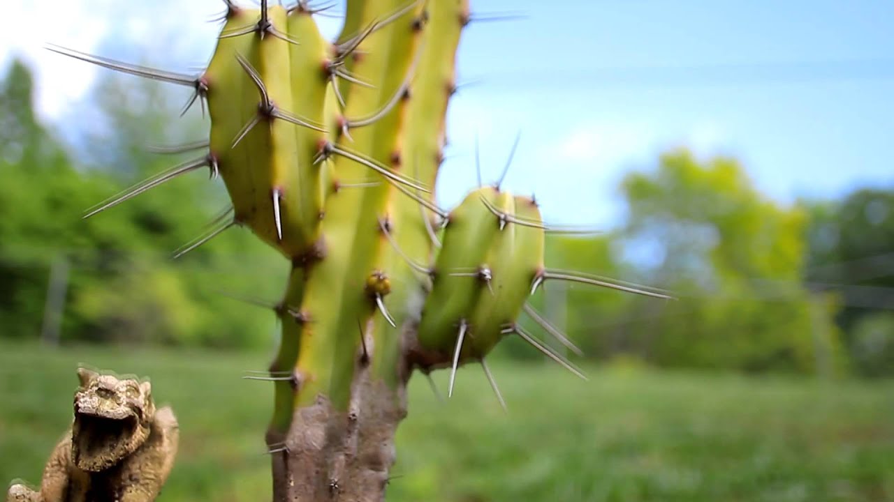 Объектив Canon EF 20mm f/2.8 USM