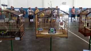 preview picture of video 'Pássaro CENTRAL é destaque na ACPI Itaperuna/RJ em 03/08/2014'