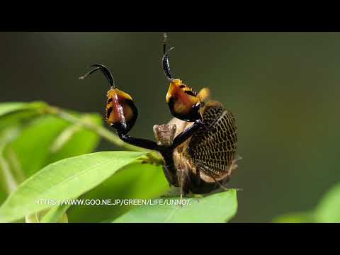 ボクサーカマキリの威嚇