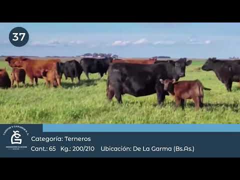 Lote Machos a término - De la Garma Bs As