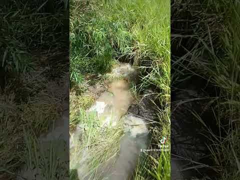 fazenda são Sebastião Mariluz