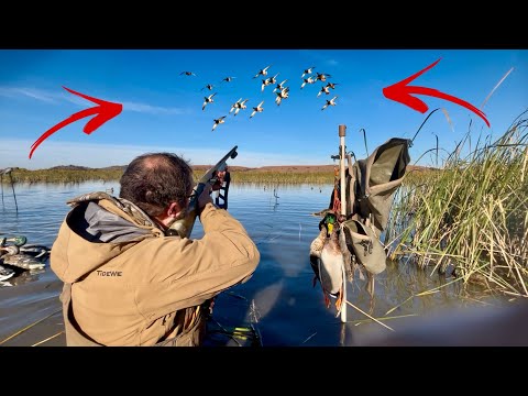 CHASSE AU CANARD : La migration du colvert | Front froid épique