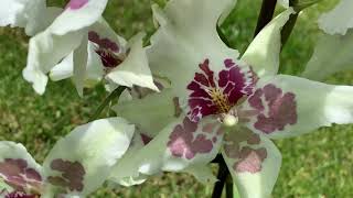 Beallara Tahoma Glacier - Orchid