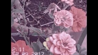 Best Coast - Dreaming My Life Away