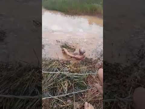Caboclo d'água é avistado em lagoa na cidade de Santa Maria do suaçuí mg