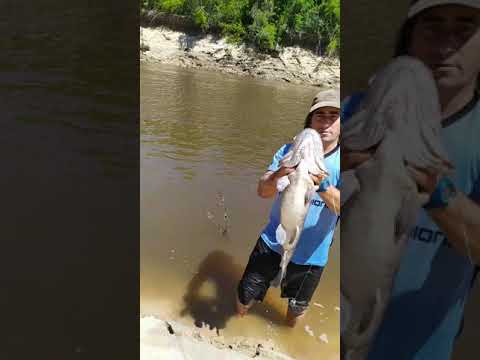 pesca de tararia en el río negro Cerro Largo.