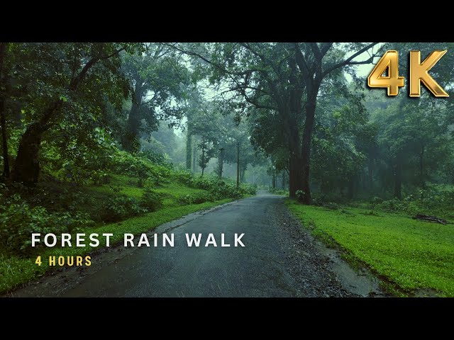 [4K ASMR] Peaceful Rain Walk in Forest Road | Relax Mind, Relieve Stress & Fall Asleep Fast SDDEFAULT Thumbnail