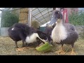 DUCKLINGS EATING WATERMELON ASMR