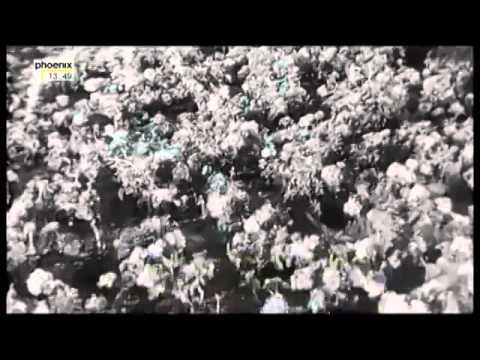 Es geht und ging immer nur um Öl!   Doku   Arte   Erdöl  Erdölkonzerne Video480p H 264 AAC