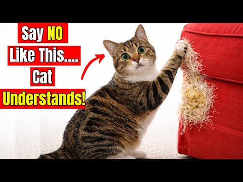 This Is How to Tell Your Cat ‘NO’—And They’ll Understand