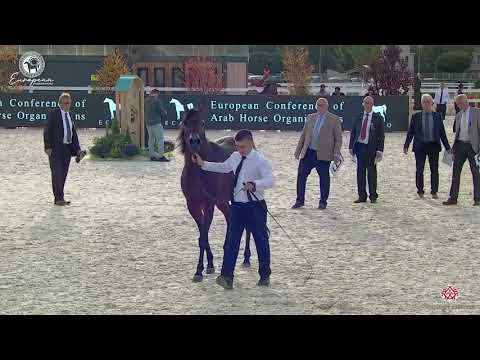 N.83 EMANDILLA - European Championship 2020 - Prague - Mares 10+ Years Old (Class 10)