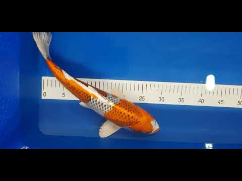 18. Dezember 2025 2y HQ Kujaku von Tanaka Satoshi