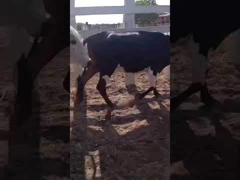 17 Novilhotas de linhagem Leiteira:1.800 reais cada em Belém do Brejo do Cruz/ Paraíba.84 998102784