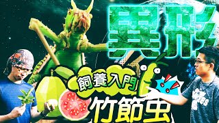 [廣宣] 虫虫迷你市集 有甲蟲可領養喔