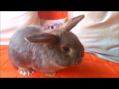 Meet Snuffie, Our Grey-White Bunny who is a ball of fluff
