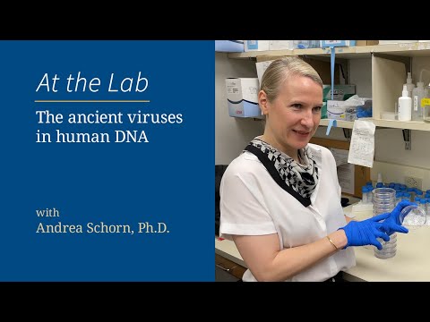 The ancient viruses in human DNA
