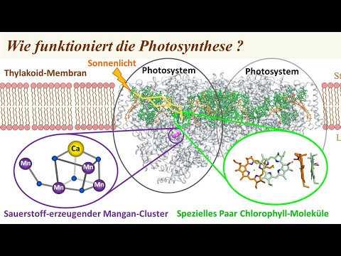 10.) Wie funktioniert die Photosynthese?