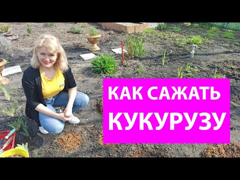 Как сеять кукурузу в открытый грунт