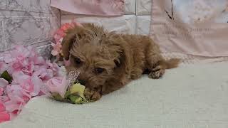 ハーフ犬の動画01