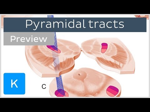 Pyramidal tracts: pathways and functions (preview) - Human Neuronatomy | Kenhub
