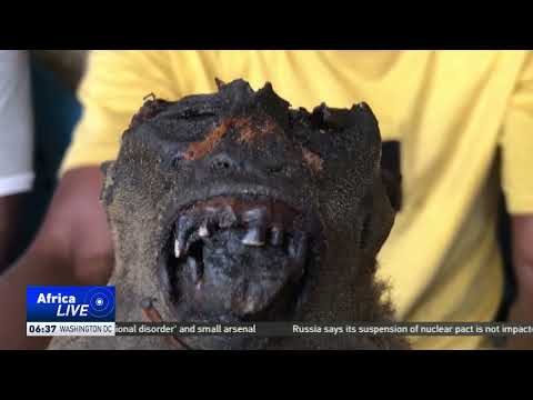 Cultural beliefs drive consumption of bushmeat in Republic of Congo