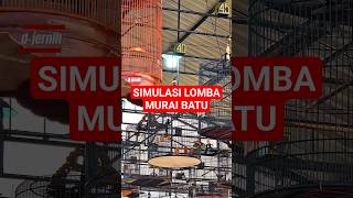 Download lagu Simulasi lomba murai batu pastol #muraimuda #muraigacor #simulasilombamuraibatu #simulasimuraibatu mp3