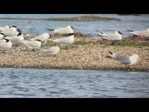 Roseate Tern Minsmere 19 May 2026