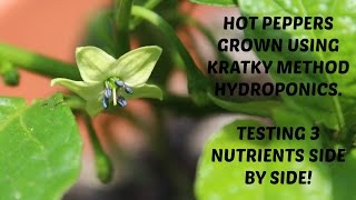 Hydroponics Homemade Growing System | Kratky  Method | Chocolate Bhutlah | Nutrient Test | #2