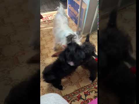 Shadow and cinnamon playing with mom