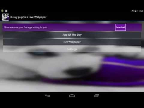 Husky puppies Live Wallpaper Video