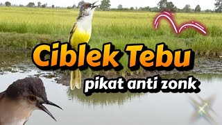 Download lagu SUARA PIKAT CIBLEK TEBU AMPUH PASTI NGUMPUL #prenjakklik #pikatanburung #ciblektebu mp3 Download lagu SUARA PIKAT CIBLEK TEBU AMPUH PASTI NGUMPUL #prenjakklik #pikatanburung #ciblektebu mp3
