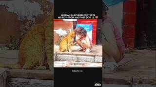 Download lagu GERMAN SHEPHERD PROTECTS 🙏 ❤️ #cat ❤️‍🩹 #shorts 🥺 #tiktok mp3