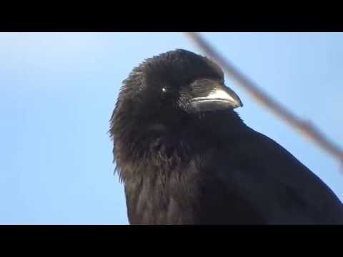 Aaskrähe (Corvus corone) auch Rabenkrähe genannt