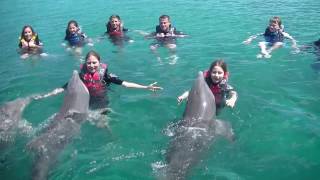 Swimming with Dolphins Nassau, Bahamas