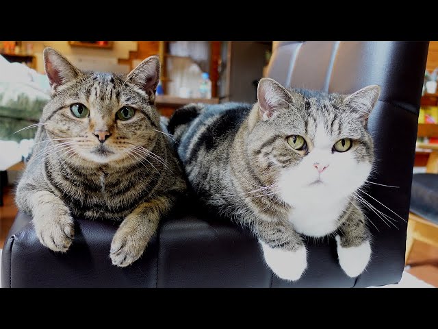 Marus tail and Hanas tail