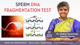Sperm DNA Fragmentation Test || Male Infertility Causes || Pregnancy Tips  || Dr Chekuri Suvarchala