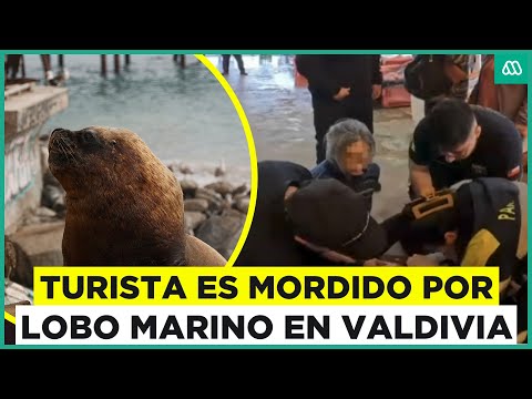 Turista coreano sufre grave mordedura de lobo marino en Valdivia: "Se acercó demasiado"