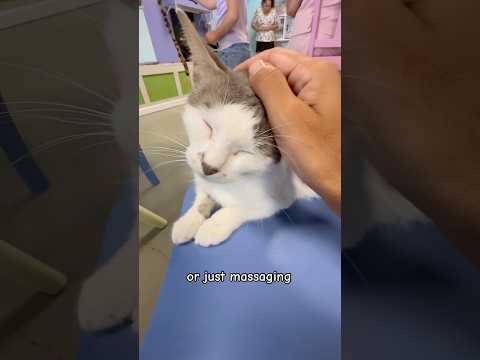 Central Purr Cat Cafe 🐈 - Panama City Beach, Florida 🌴#catcafe #panamacitybeachflorida #fostering