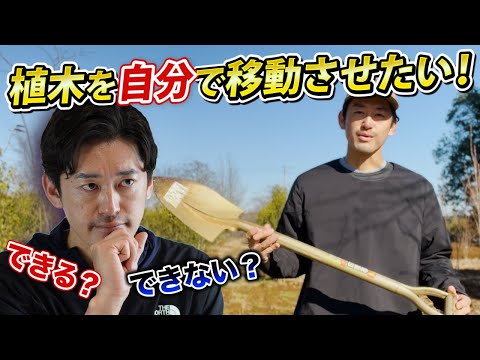 ツゲの木を移植する: これがどのように行われるか