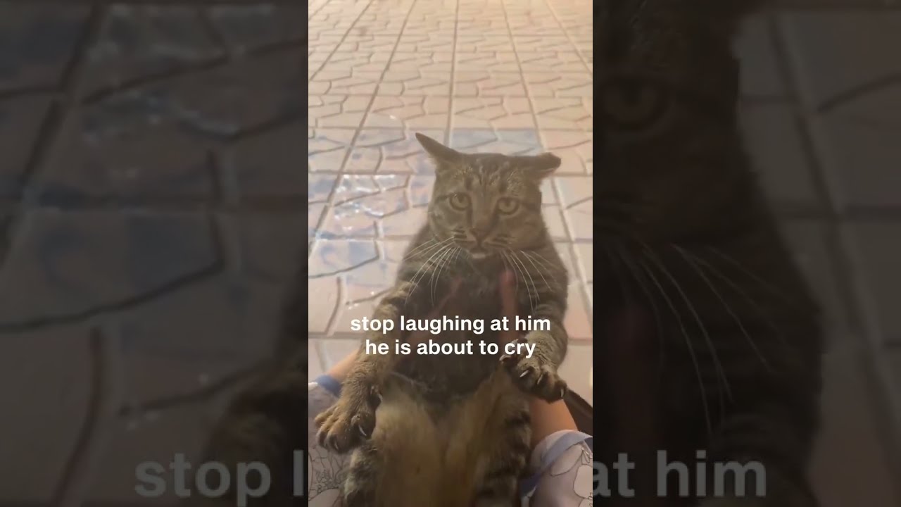 sad Cat  #cat #music #cats #remix #shorts