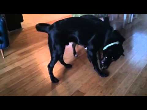 Monkey and Zin Are Cool Kids